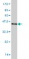 T Antibody (monoclonal) (M02)